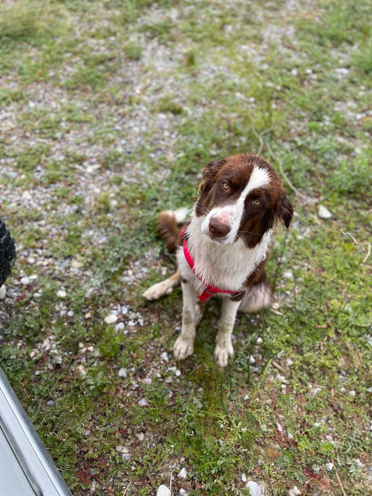 Cujo is registered to the contest to win money with this photo: canidae, carnivore, companion_dog, dog, dog_breed, fawn, fur, grass, groundcover, gun_dog, hunting_dog, liver, non_sporting_group, plant, pointing_breed, snout, spaniel, sporting_group, tail, terrestrial_animal