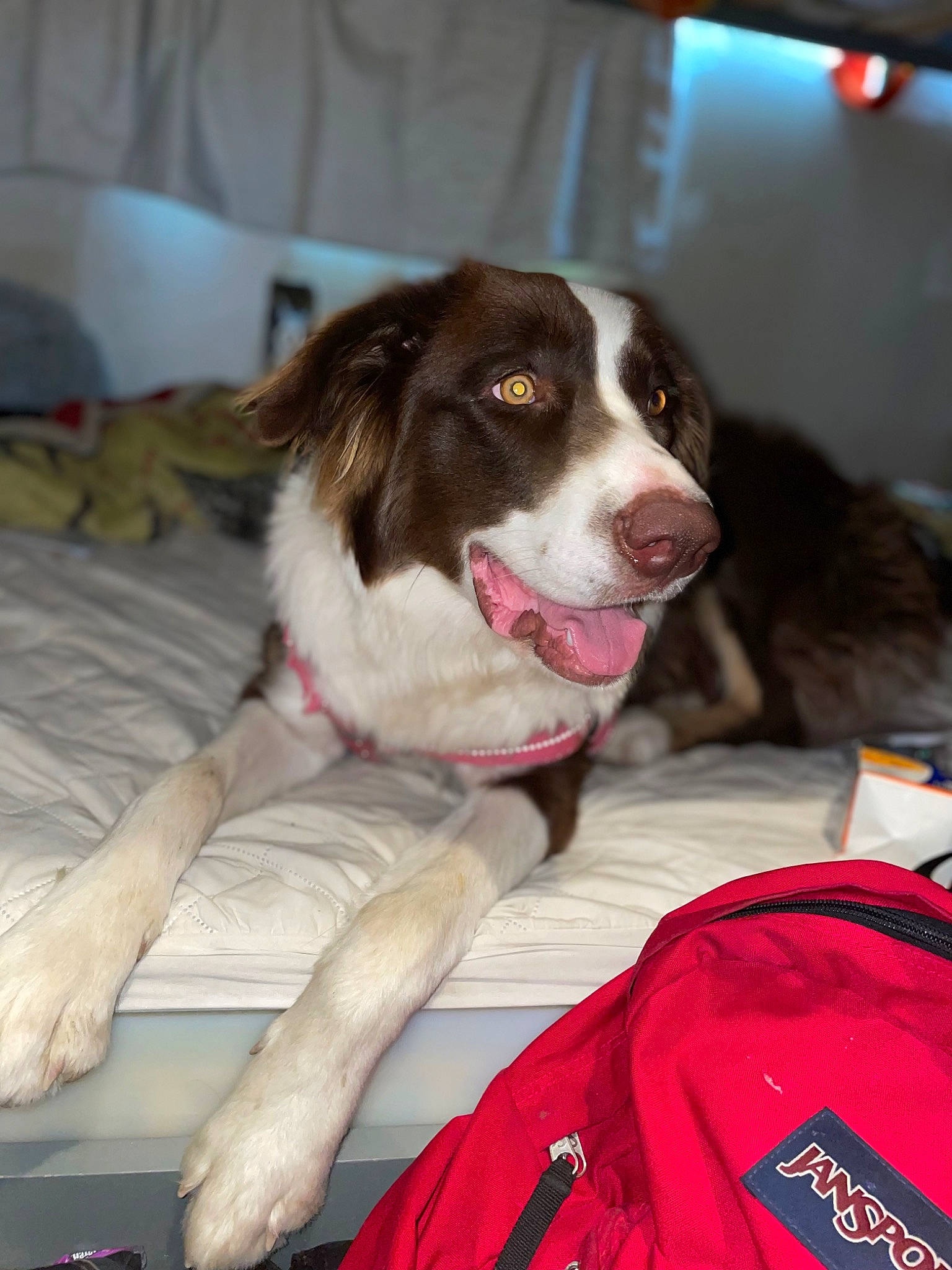 Cujo joined the competition — help win amazing prizes! ball, canidae, carnivore, comfort, companion_dog, couch, dog, dog_breed, dog_supply, fur, gun_dog, herding_dog, smile, spaniel, sporting_group, whiskers, working_dog, yawn