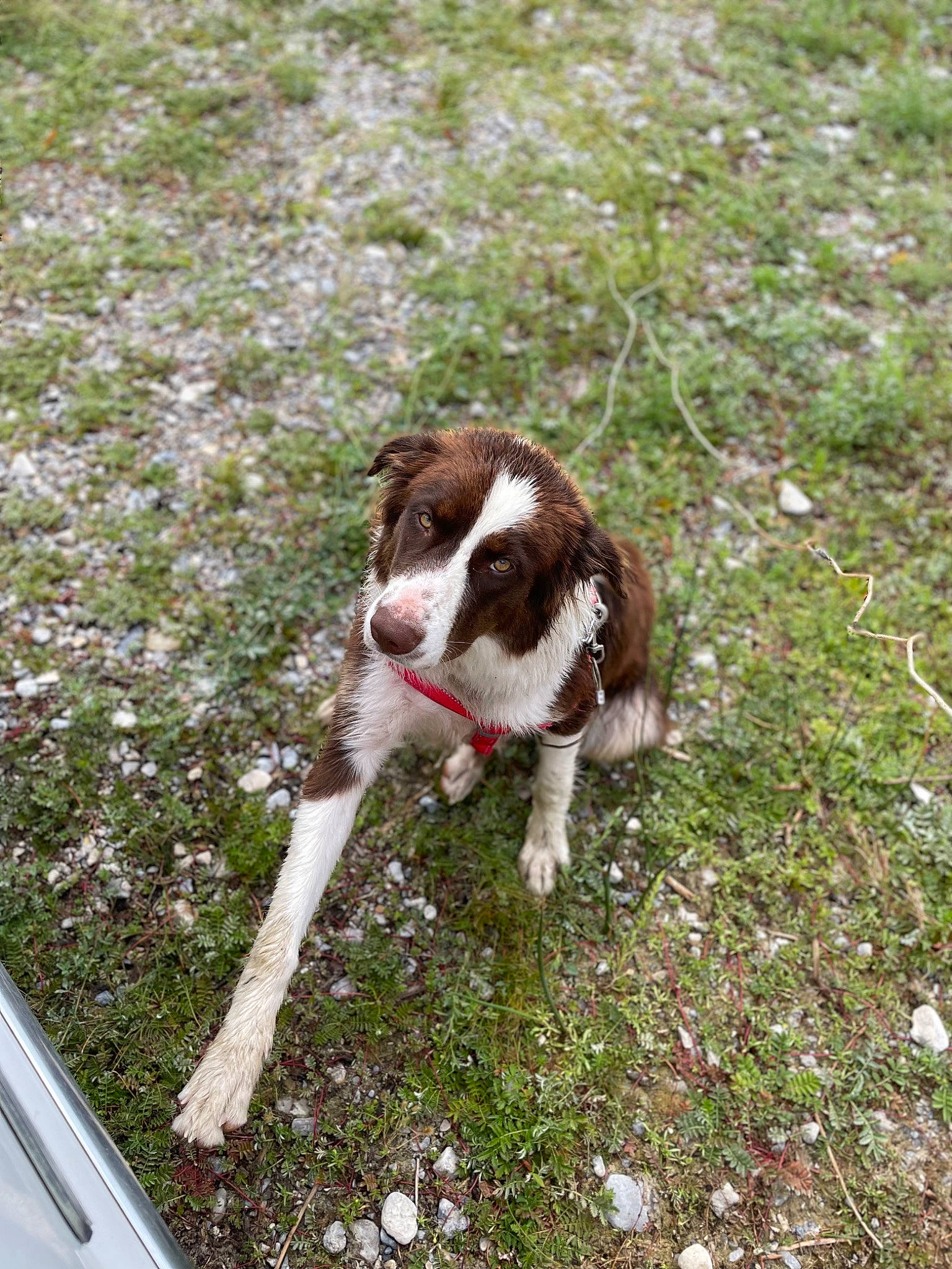 Cujo is registered to the contest to win money with this photo: canidae, carnivore, collar, companion_dog, dog, dog_breed, fur, grass, gun_dog, herding_dog, hunting_dog, liver, plant, sporting_group, tail, terrestrial_animal, windshield, working_animal, working_dog