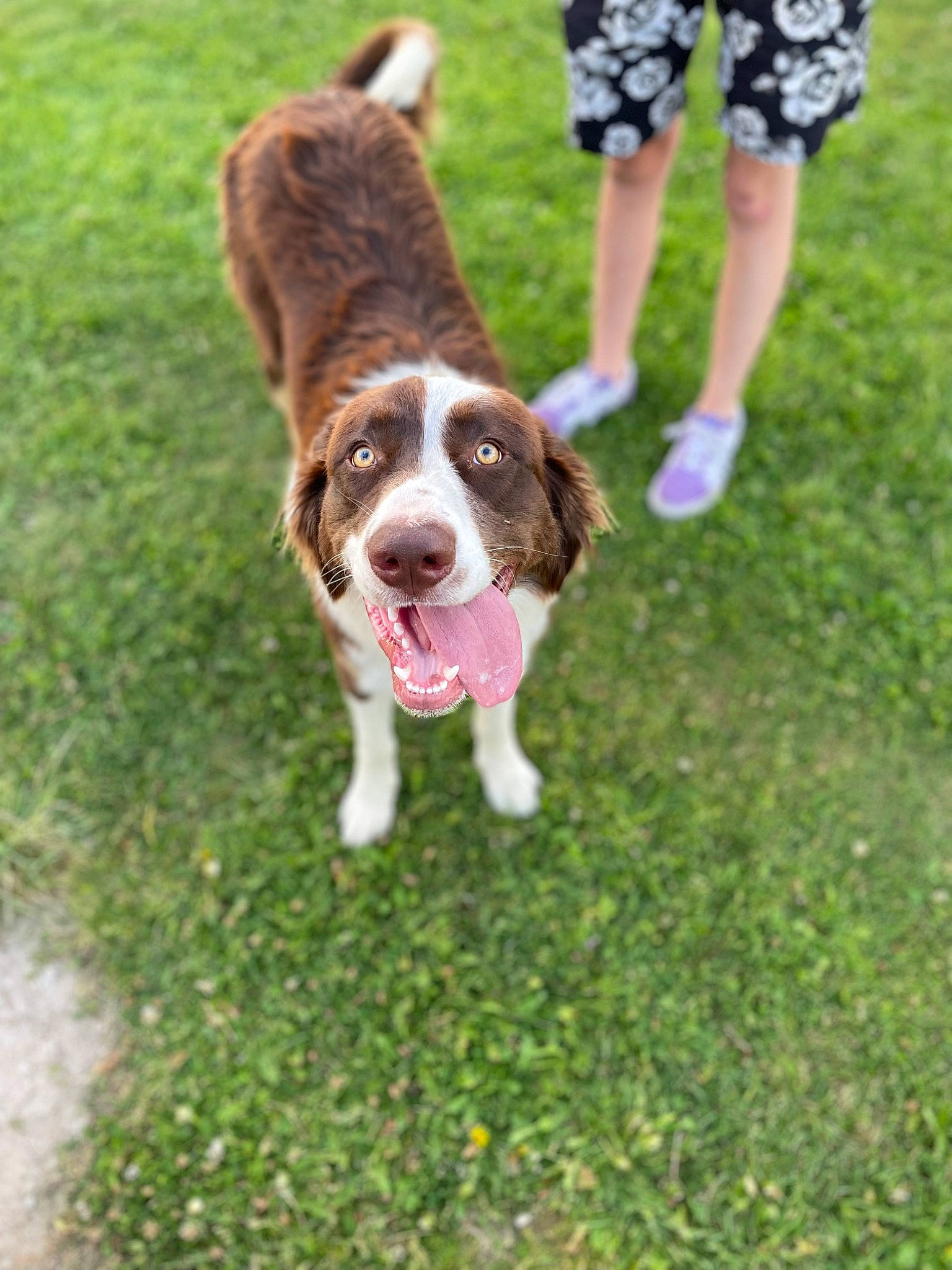 Cujo is registered to the contest to win money with this photo: canidae, carnivore, companion_dog, dog, dog_breed, dog_collar, fun, grass, groundcover, hunting_dog, liver, plant, shorts, snout, sporting_group, tail, walking, welsh_springer_spaniel, working_dog