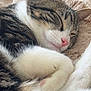 Miskiki participe au concours pour gagner de l'argent avec cette photo : animal, blanket, cat, close_up, cozy, cute, domestic_cat, feline, fur, indoor, paw, peaceful, pet, pink_nose, relaxed, resting, sleeping, soft, tabby, whiskers