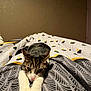 animal, bedspread, brown_wall, cat, colorful_screen, comfort, cozy, cute, feline, home, indoor, patterned, paws, pet, relaxation, resting, soft_lighting, stretching, tabby, television