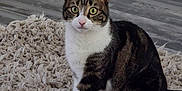 Miskiki participe au concours pour gagner de l'argent avec cette photo : alert, animal, cat, curious, cute, domestic_cat, door, floor, fluffy_rug, fur, green_eyes, household, indoor, mammal, paw, pet, sitting, tabby_cat, whiskers, white