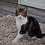 alert, animal, cat, curious, cute, domestic_cat, door, floor, fluffy_rug, fur, green_eyes, household, indoor, mammal, paw, pet, sitting, tabby_cat, whiskers, white