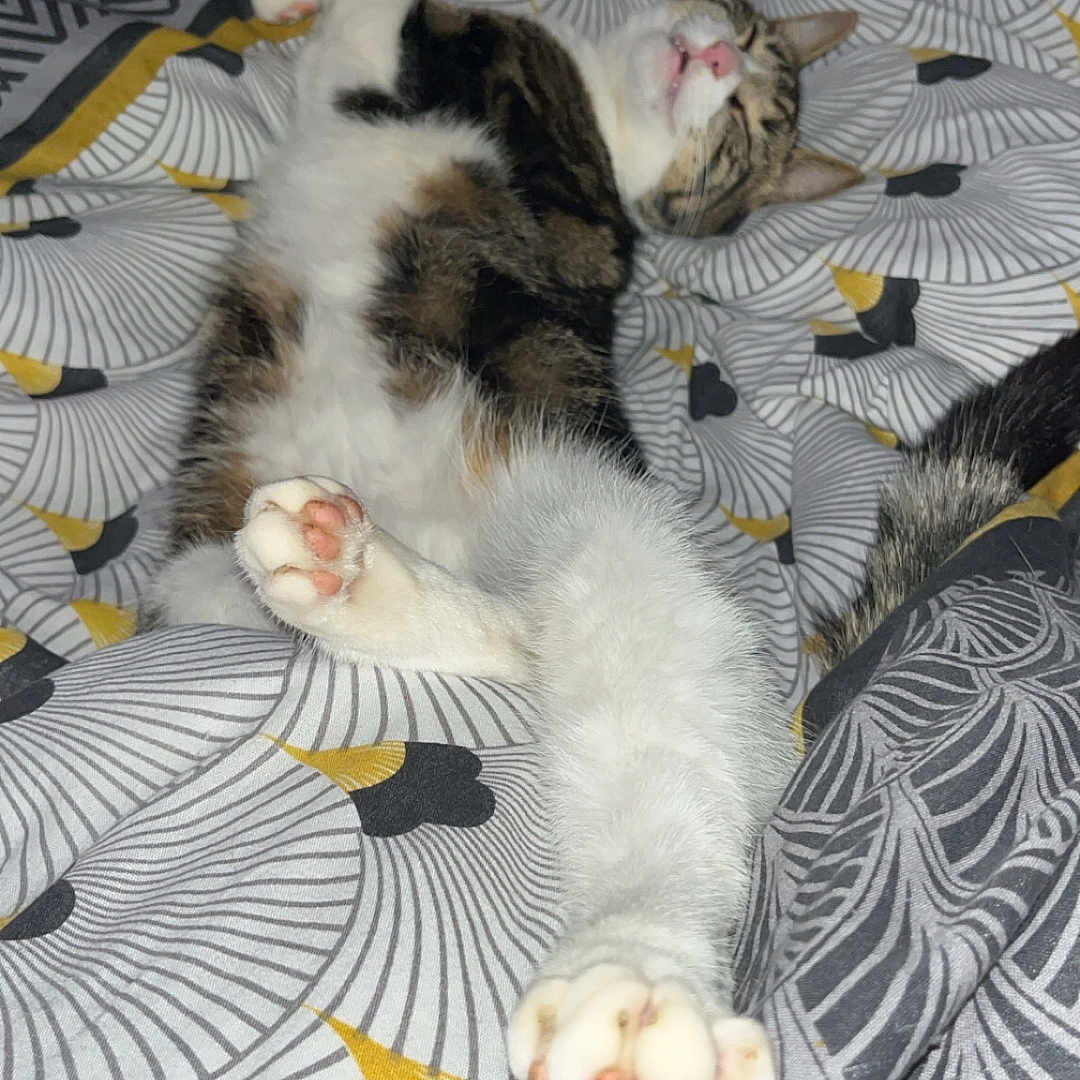 Miskiki a rejoint le concours — aidez-le/la à gagner de superbes lots ! animal, bed, blanket, cat, cozy, cute, domestic_cat, feline, fur, indoor, patterned_bedspread, paw, pet, pink_paw_pads, relaxed, resting, sleeping, stretching, tabby, whiskers