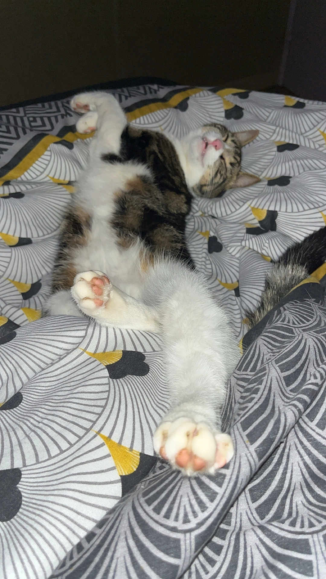 Miskiki a rejoint le concours — aidez-le/la à gagner de superbes lots ! animal, bed, blanket, cat, cozy, cute, domestic_cat, feline, fur, indoor, patterned_bedspread, paw, pet, pink_paw_pads, relaxed, resting, sleeping, stretching, tabby, whiskers