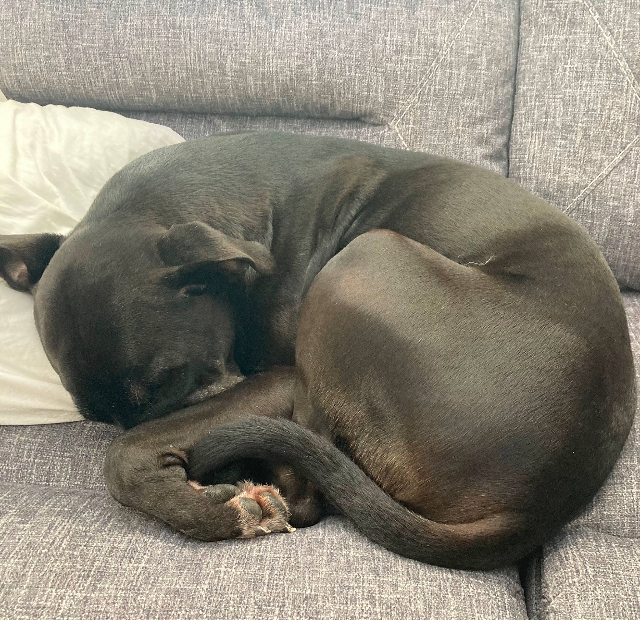 Buddy joined the competition — help win amazing prizes! canidae, carnivore, comfort, companion_dog, dog, dog_breed, fawn, fur, grey, liver, nap, non_sporting_group, sleep, snout, sporting_group, terrestrial_animal, whiskers, wildlife, working_animal