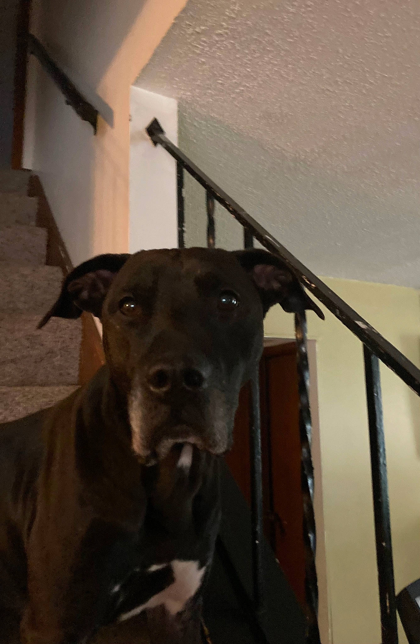 Buddy is registered to the contest to win money with this photo: borador, canidae, carnivore, collar, companion_dog, dog, dog_breed, dog_collar, fawn, guard_dog, non_sporting_group, pet_supply, sporting_group, terrestrial_animal, toy_dog, whiskers, window, wood, working_animal, working_dog