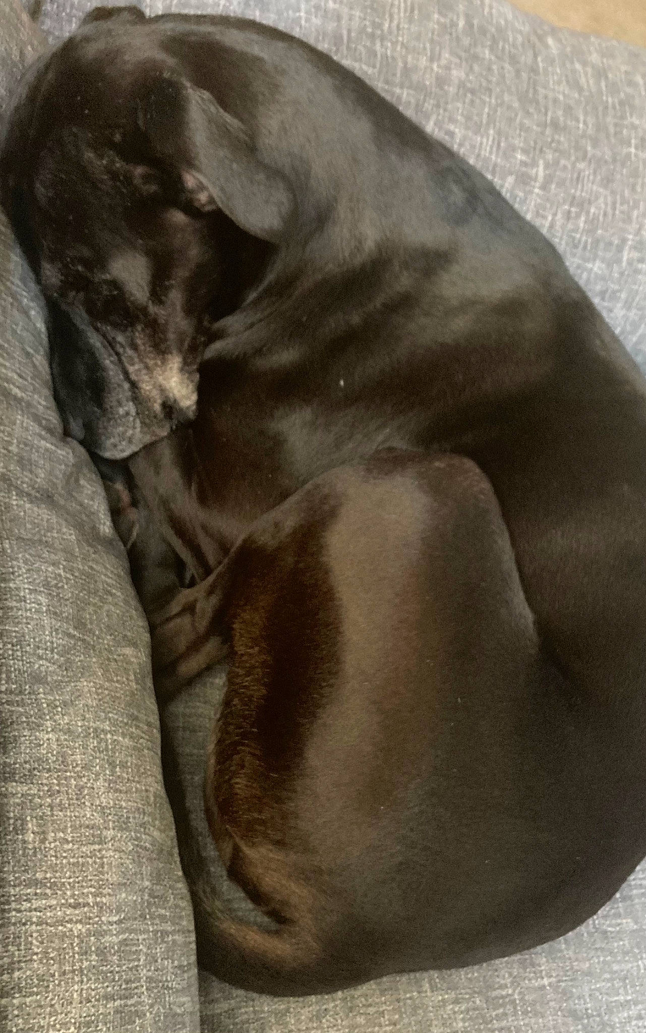 Buddy is registered to the contest to win money with this photo: canidae, carnivore, comfort, companion_dog, dog, dog_breed, ear, fawn, fur, grey, gun_dog, linens, liver, nap, sporting_group, tail, terrestrial_animal, whiskers, working_animal, wrinkle