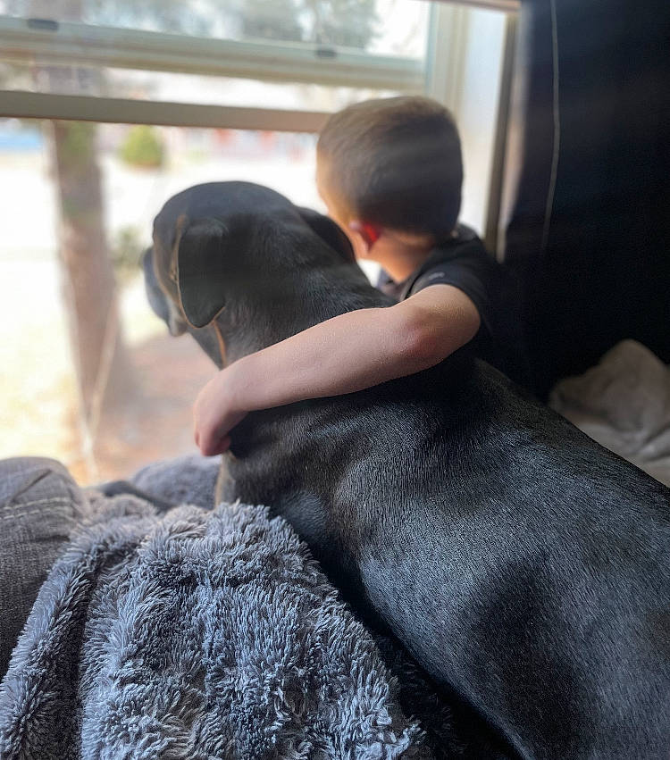 Buddy joined the competition — help win amazing prizes! back, black_hair, child, comfort, companion_dog, dog_breed, fawn, fur, gesture, grey, guard_dog, human_leg, linens, sitting, sporting_group, tail, terrestrial_animal, toddler, tree, window