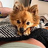 Chira a rejoint le concours — aidez-le/la à gagner de superbes lots ! dog, pomeranian, pet, animal, cute, fluffy, indoor, blanket, resting, lying_down, brown_fur, face, ears, paws, cozy, home, television, furniture, relaxing, closeup