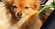 Chira participe au concours pour gagner de l'argent avec cette photo : dog, orange, fluffy, small_dog, outdoor, balcony, sunlight, pet, animal, ears, fur, nose, face, plant, railing, shadow, daylight, cute, companion, portrait