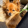 dog, orange, fluffy, small_dog, outdoor, balcony, sunlight, pet, animal, ears, fur, nose, face, plant, railing, shadow, daylight, cute, companion, portrait