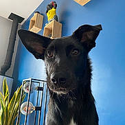 Ulrich participe au concours pour gagner de l'argent avec cette photo : dog, black_dog, pet, animal, ears, eyes, face, indoor, blue_wall, wooden_shelves, figurine, lamp, plant, home_decor, portrait, close_up, curious, furniture, houseplant, interior