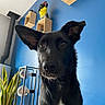 dog, black_dog, pet, animal, ears, eyes, face, indoor, blue_wall, wooden_shelves, figurine, lamp, plant, home_decor, portrait, close_up, curious, furniture, houseplant, interior