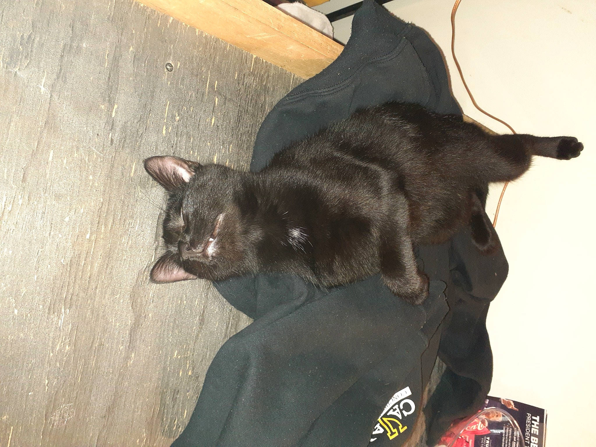 Night Wiker joined the competition — help win amazing prizes! asian, black_cat, bombay, burmese, carnivore, cat, domestic_short_haired_cat, ear, felidae, havana_brown, korat, mammal, small_to_medium_sized_cats, snout, tail, whiskers