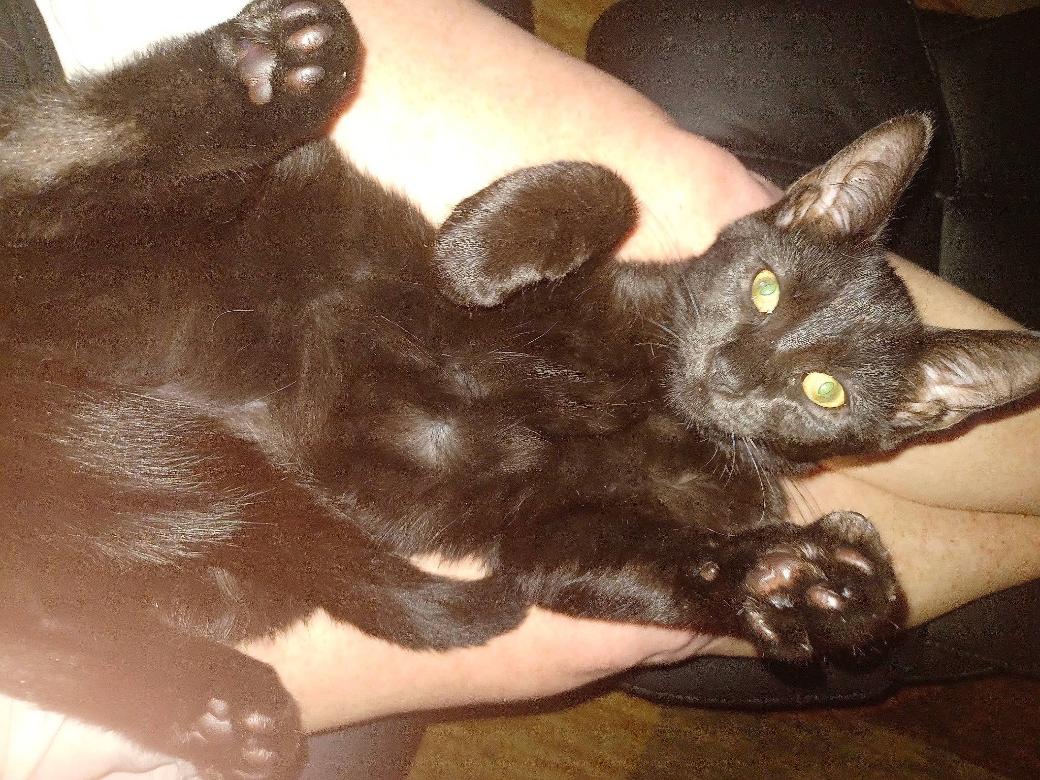 Nitro joined the competition — help win amazing prizes! black_cat, bombay, carnivore, cat, claw, comfort, domestic_short_haired_cat, ear, fawn, felidae, fur, gesture, havana_brown, nail, paw, plant, small_to_medium_sized_cats, tail, whiskers