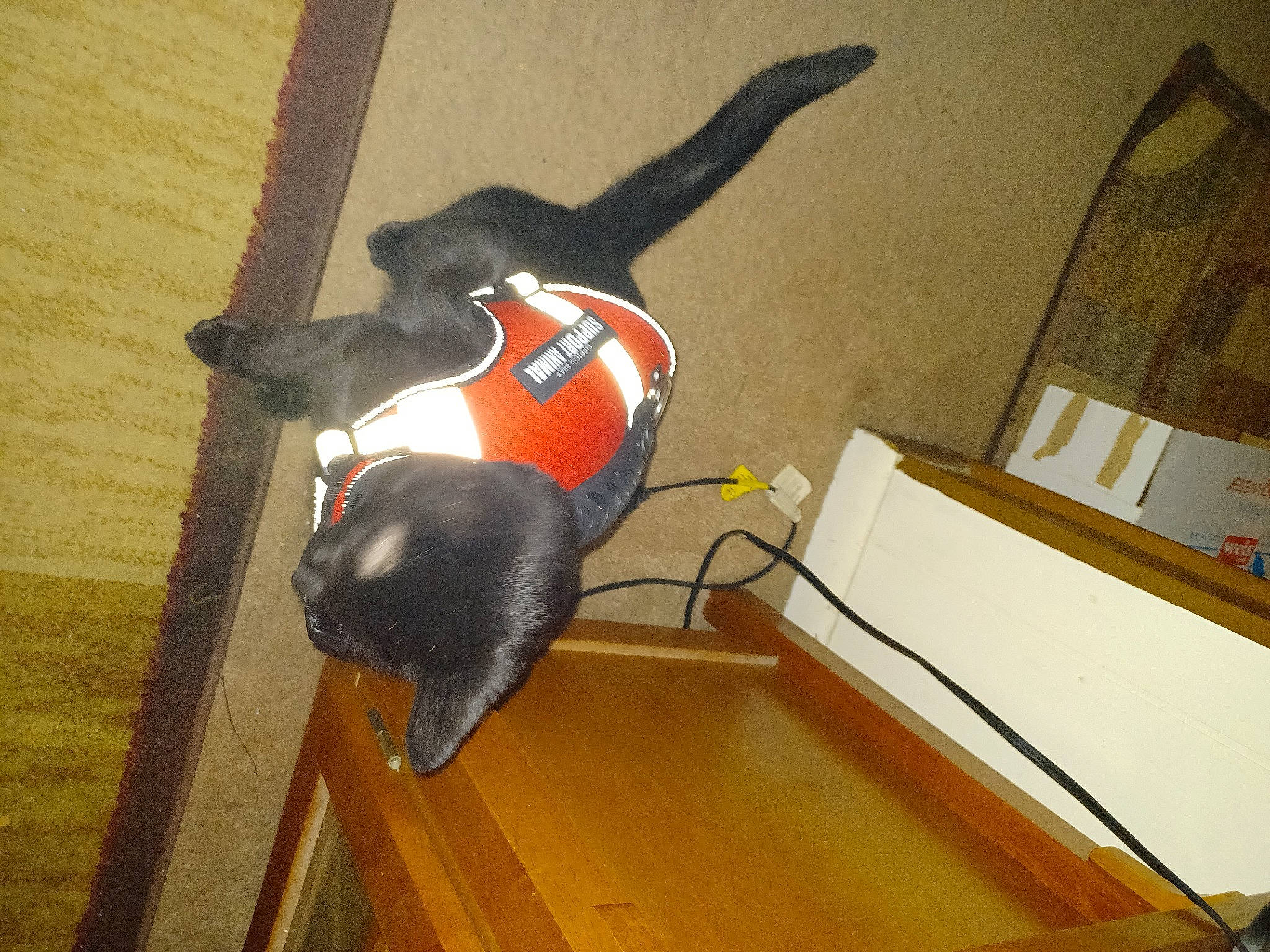 Nitro is registered to the contest to win money with this photo: canidae, carnivore, cat, comfort, companion_dog, dog_breed, felidae, floor, flooring, hardwood, laminate_flooring, pet_supply, room, small_to_medium_sized_cats, sporting_group, tail, varnish, wood, wood_flooring, wood_stain