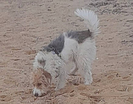 Pookie a rejoint le concours — aidez-le/la à gagner de superbes lots ! beak, bird, canidae, carnivore, dog_breed, fur, landscape, sand, soil, sporting_group, tail, terrestrial_animal