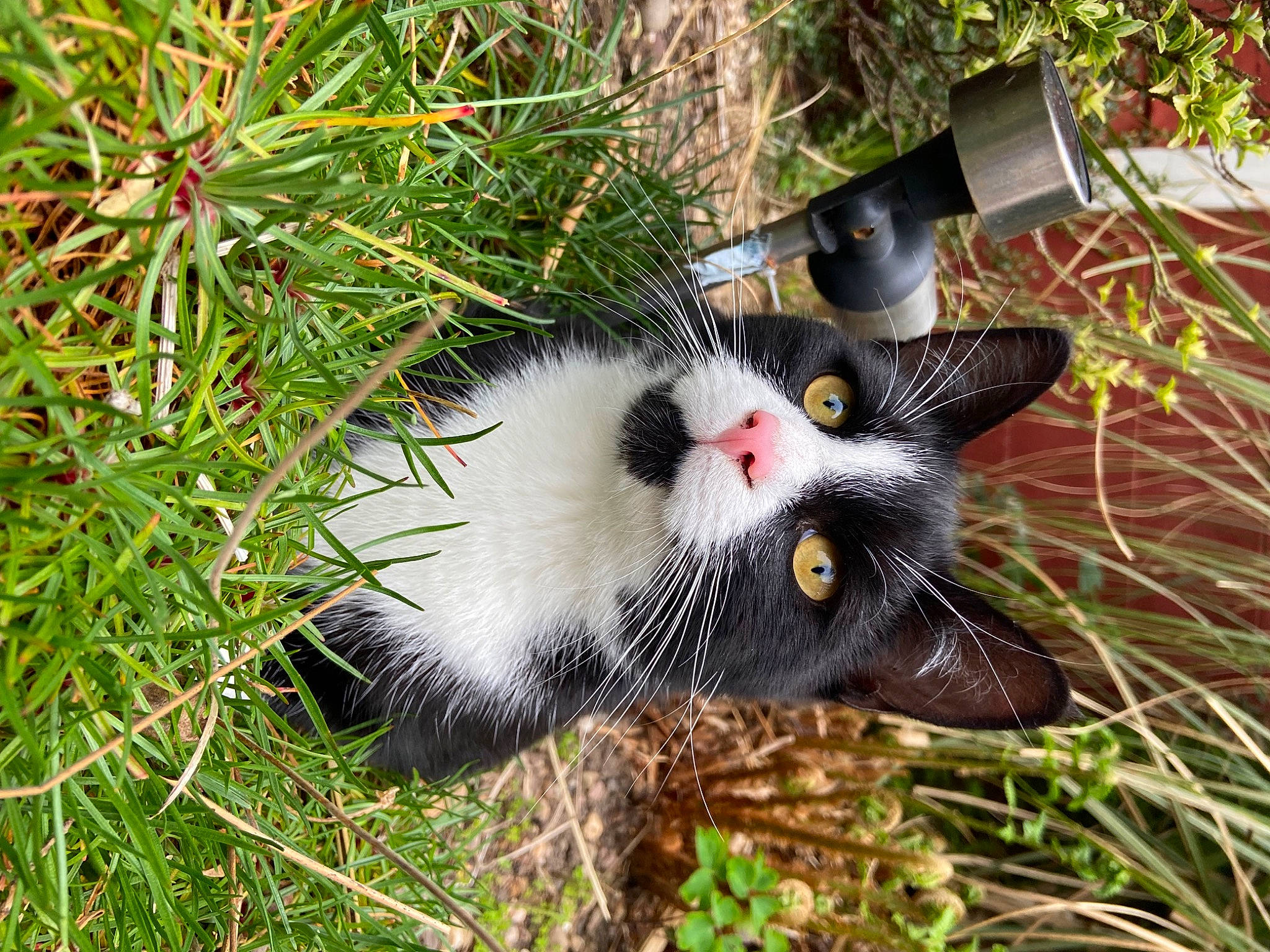 Pepe joined the competition — help win amazing prizes! beak, canidae, carnivore, cat, conifer, domestic_short_haired_cat, evergreen, eye, fawn, felidae, fur, grass, plant, small_to_medium_sized_cats, snout, sporting_group, tail, terrestrial_animal, tree, whiskers