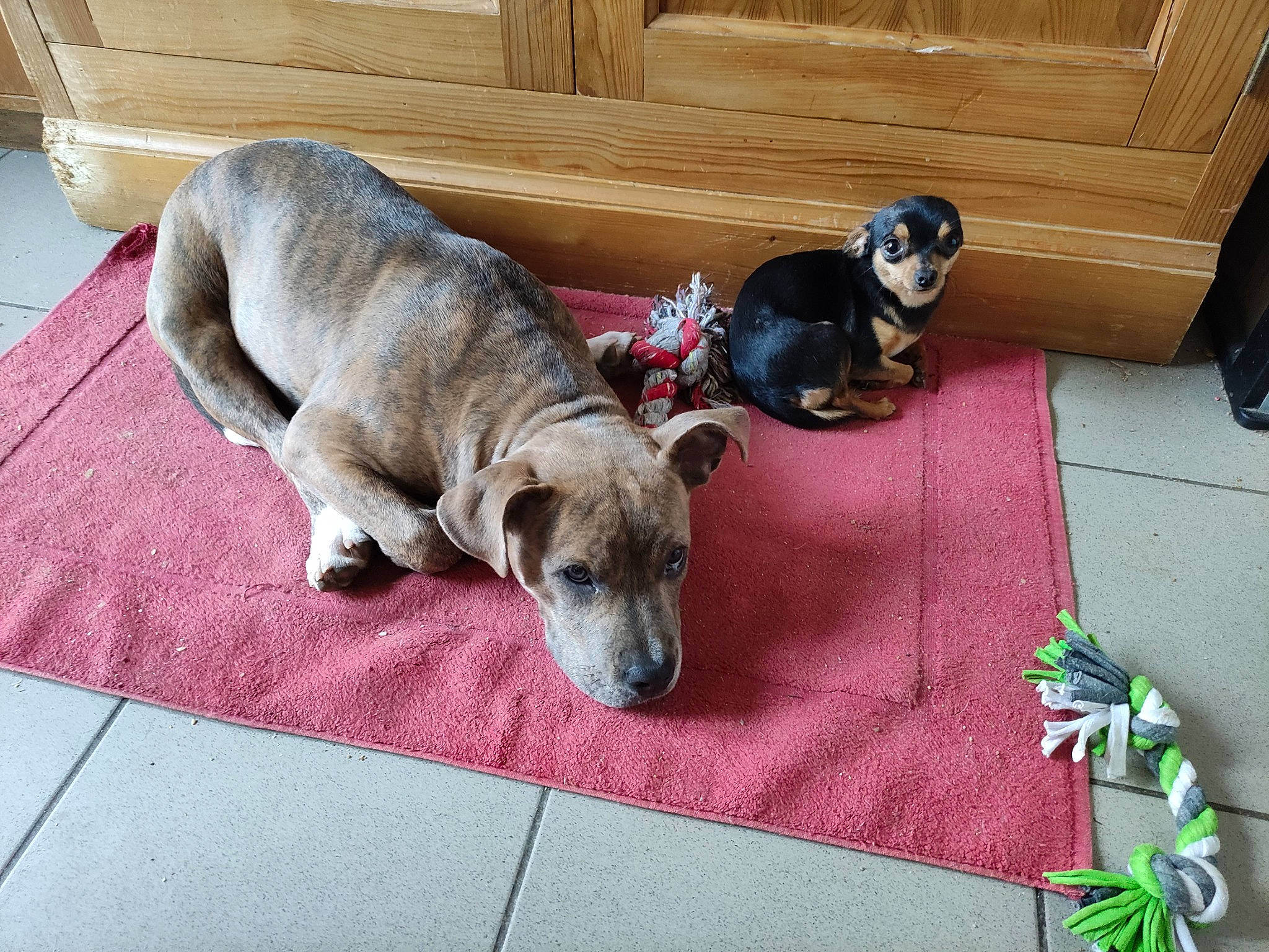 Décibel a rejoint le concours — aidez-le/la à gagner de superbes lots ! canidae, carnivore, comfort, companion_dog, dog, dog_breed, dog_supply, fawn, floor, flooring, hardwood, linens, non_sporting_group, pet_supply, plant, snout, sporting_group, terrestrial_animal, wood, working_animal