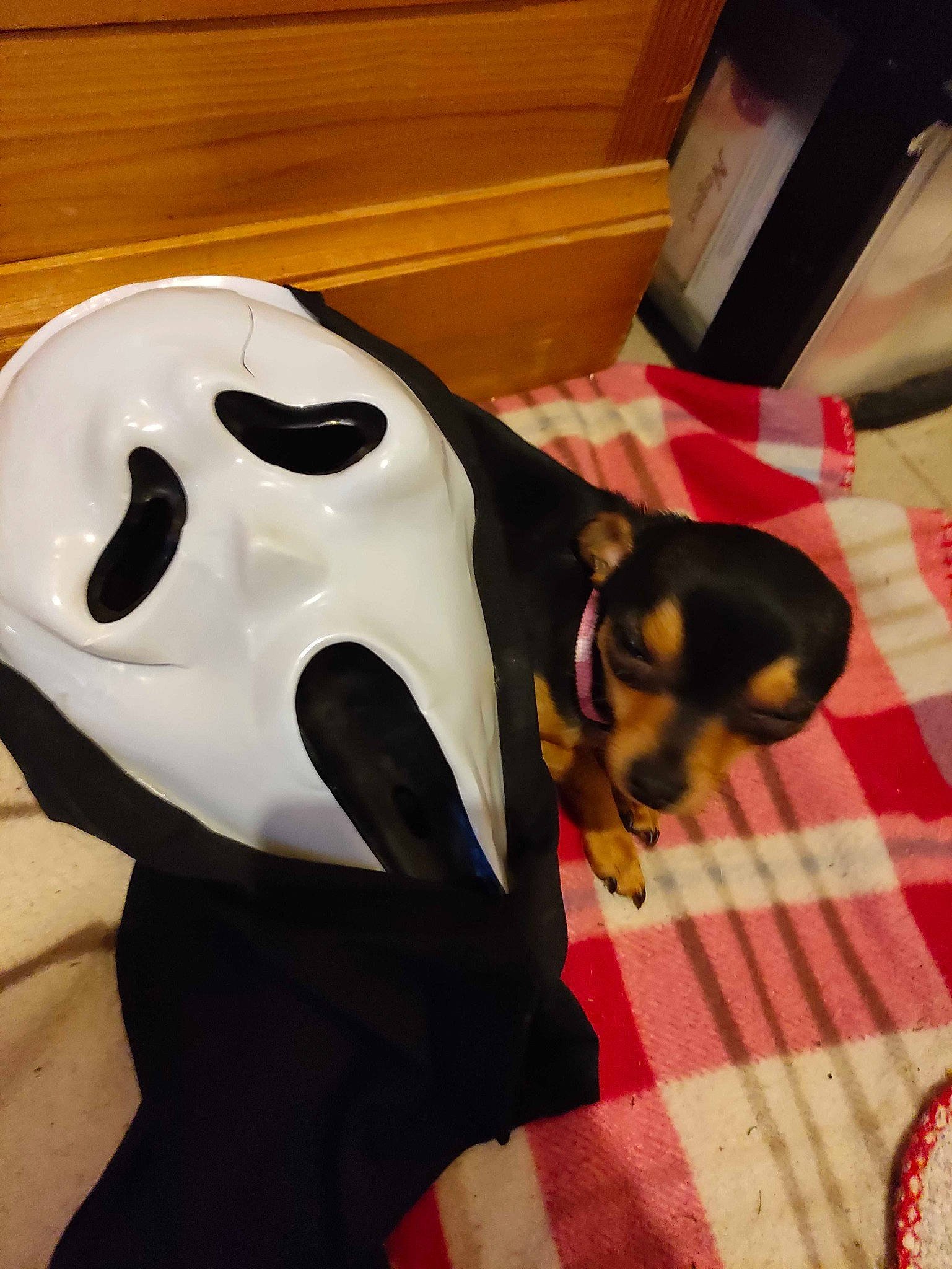 Décibel participe au concours pour gagner de l'argent avec cette photo : canidae, carmine, carnivore, comfort, companion_dog, dog, dog_breed, dog_supply, event, eyewear, fawn, flooring, mammal, mask, personal_protective_equipment, sporting_group, sunglasses, toy_dog, vertebrate, working_animal