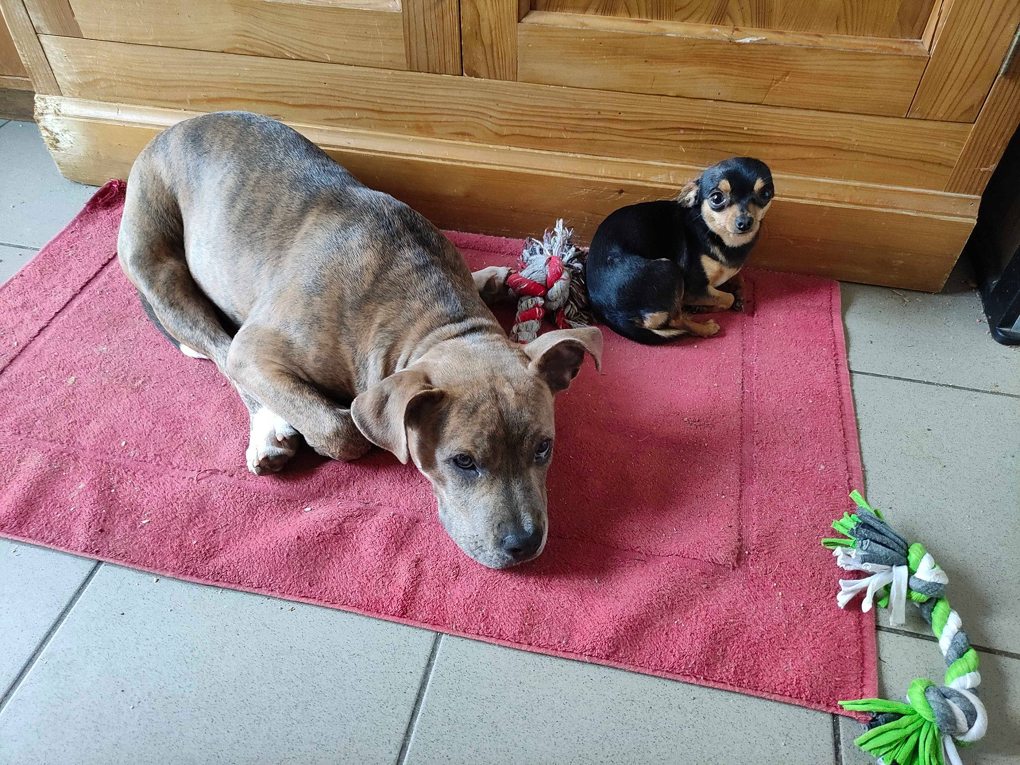 Décibel a rejoint le concours — aidez-le/la à gagner de superbes lots ! canidae, carnivore, comfort, companion_dog, dog, dog_breed, dog_supply, fawn, floor, flooring, hardwood, linens, non_sporting_group, plant, snout, sporting_group, tail, terrestrial_animal, wood, working_animal