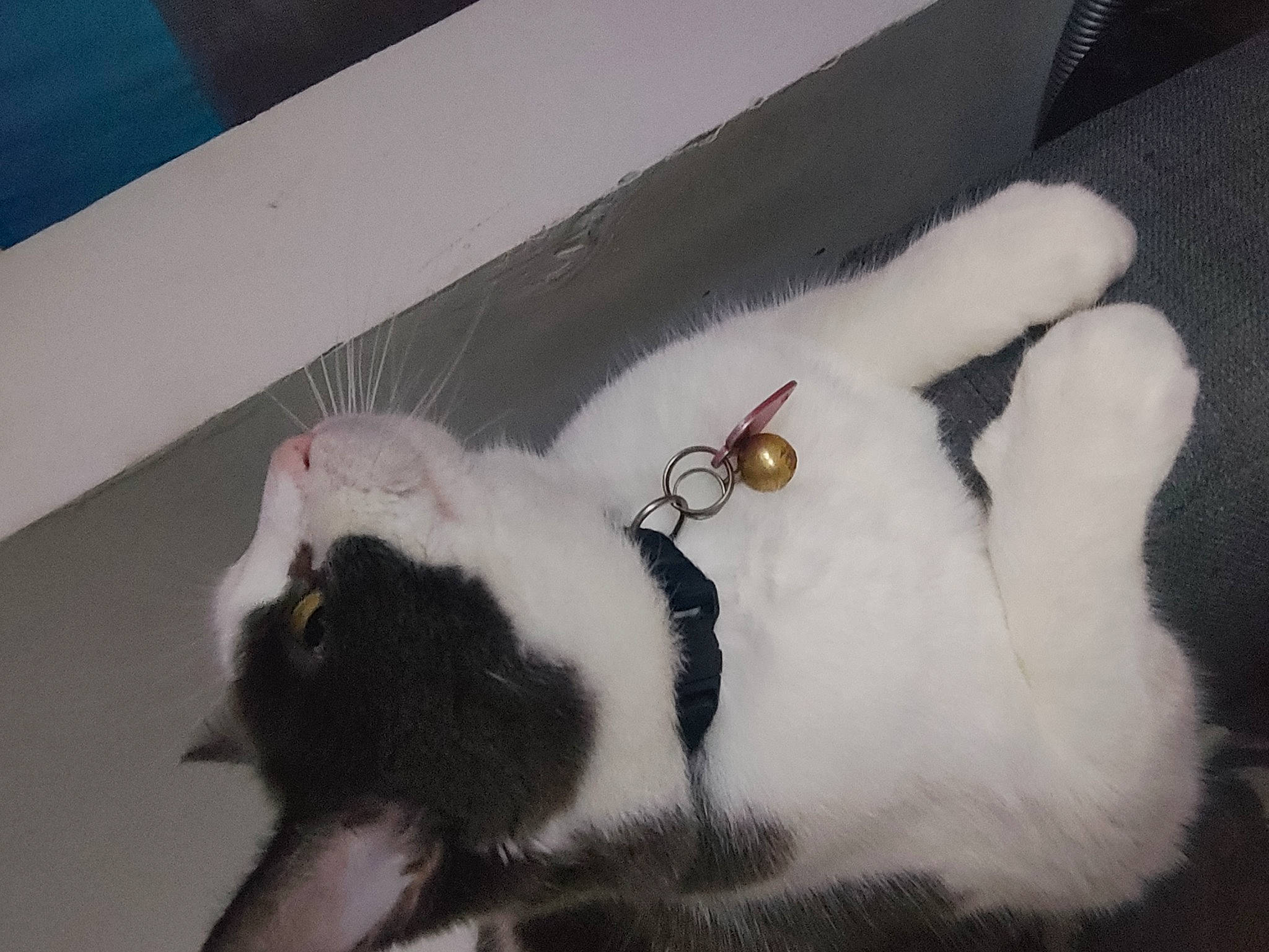 Ella a rejoint le concours — aidez-le/la à gagner de superbes lots ! canidae, carnivore, cat, claw, collar, comfort, companion_dog, dog_breed, fawn, felidae, fur, mammal, paw, small_to_medium_sized_cats, snout, sporting_group, tail, vertebrate, whiskers, wool