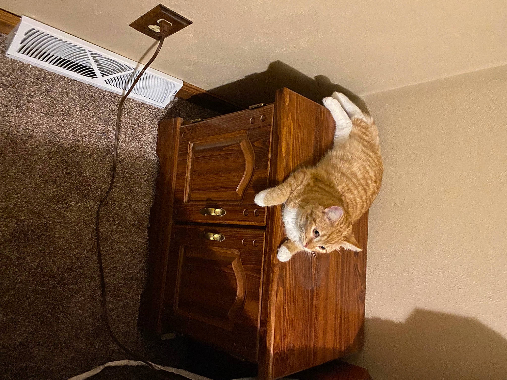 Frisky joined the competition — help win amazing prizes! bag, cabinetry, carnivore, cat, cat_supply, comfort, domestic_short_haired_cat, fawn, felidae, floor, flooring, hardwood, interior_design, room, small_to_medium_sized_cats, stairs, tail, whiskers, wood, wood_stain