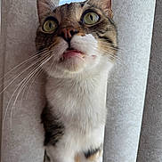Jenkins joined the competition — help win amazing prizes! cat, curtains, close_up, whiskers, green_eyes, indoor, pet, feline, curious, portrait, animal, fur, tabby, white_fur, nose, mouth, ears, looking_up, light, texture