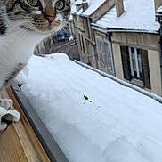 Mira participe au concours pour gagner de l'argent avec cette photo : animal, architecture, building, cat, city, face, head, housing, kitten, neighborhood, outdoors, person, pet, photography, portrait, road, shelter, street, urban, window