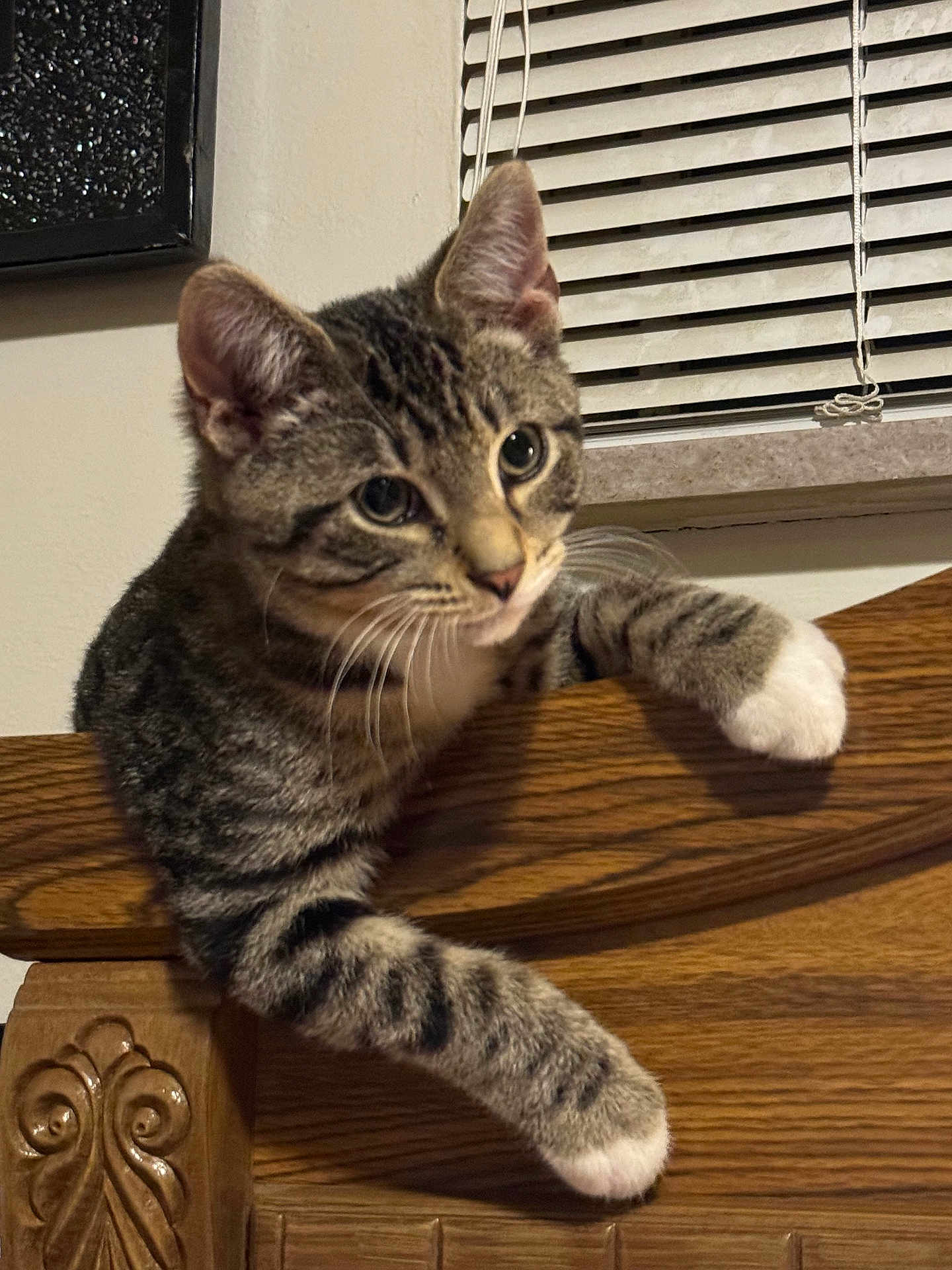 Maverick joined the competition — help win amazing prizes! abyssinian, animal, architecture, building, cat, couch, curtain, furniture, hardwood, homedecor, indoors, interiordesign, kitten, manx, pet, plywood, stainedwood, window, windowshade, wood