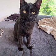 Ares a rejoint le concours — aidez-le/la à gagner de superbes lots ! animal, bed, black_cat, blanket, cat, comfortable, cozy, curious, domestic_animal, feline, fur, greenery, home, indoor, looking, pet, resting, soft_light, window, yellow_eyes