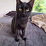 animal, bed, black_cat, blanket, cat, comfortable, cozy, curious, domestic_animal, feline, fur, greenery, home, indoor, looking, pet, resting, soft_light, window, yellow_eyes