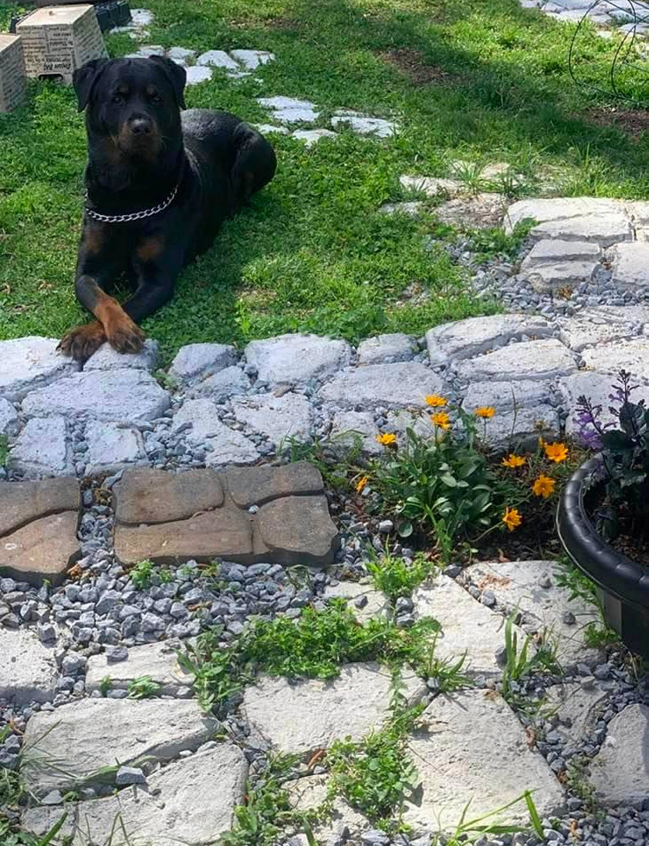 Riley is registered to the contest to win money with this photo: animal, backyard, canine, dog, flagstone, grass, herbal, herbs, nature, outdoors, path, pet, plant, pottedplant, road, rock, slate, vegetation, walkway, yard