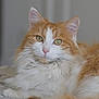 cat, orange_cat, white_cat, fluffy, pet, animal, feline, relaxed, indoor, soft, fur, lying_down, portrait, green_eyes, whiskers, closeup, cute, domestic_cat, calm, resting