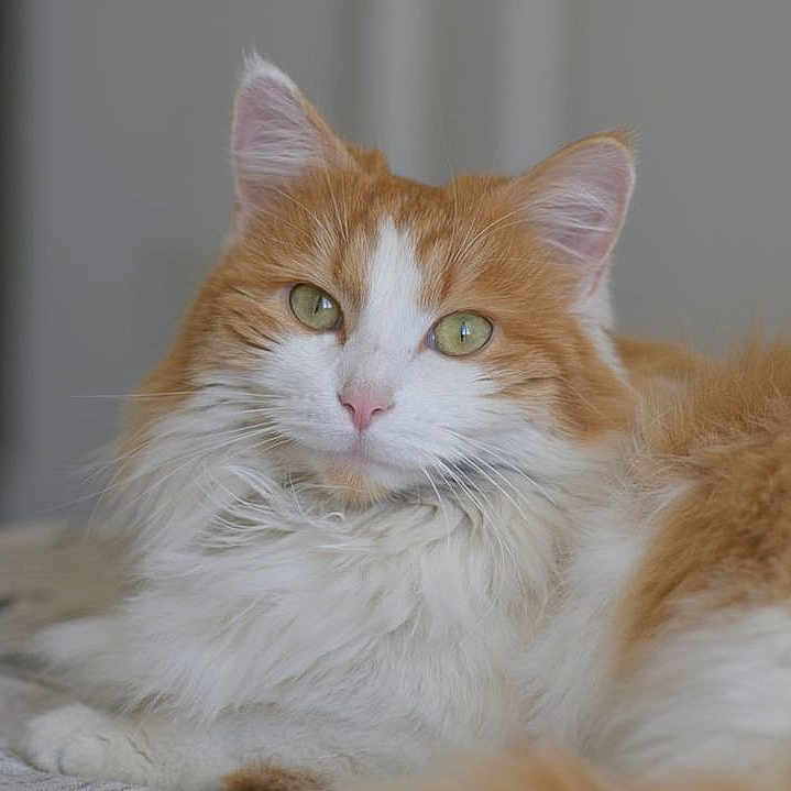 Arya participe au concours pour gagner de l'argent avec cette photo : animal, calm, cat, closeup, cute, domestic_cat, feline, fluffy, fur, green_eyes, indoor, lying_down, orange_cat, pet, portrait, relaxed, resting, soft, whiskers, white_cat