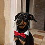 dog, bow_tie, black_dog, indoor, pet, collar, sitting, portrait, animal, cute, attentive, canine, domestic_animal, tile_floor, background_blur, short_hair, brown_markings, eared, companion, well_dressed