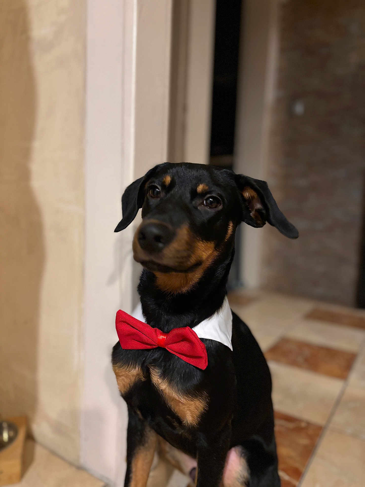 Alto participe au concours pour gagner de l'argent avec cette photo : dog, bow_tie, black_dog, indoor, pet, collar, sitting, portrait, animal, cute, attentive, canine, domestic_animal, tile_floor, background_blur, short_hair, brown_markings, eared, companion, well_dressed