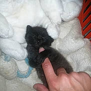Txotx participe au concours pour gagner de l'argent avec cette photo : kitten, black_cat, human_hand, finger, stuffed_animal, white_blanket, sleeping, cute, small, pet, furry, cozy, resting, animal, domestic_cat, soft_texture, indoor, closeup, comfort, snuggling