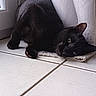 animal, black_cat, cat, cozy, curled_paw, domestic_animal, floor, fur, green_eyes, indoor, laying_down, mammal, pet, quiet, relaxed, resting, side_view, tile_floor, whiskers, window