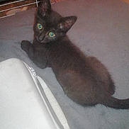 Txotx participe au concours pour gagner de l'argent avec cette photo : animal, bag, black_cat, cage, curious, cute, domestic, feline, gray_surface, green_eyes, handle, household, indoor, kitten, looking_back, pet, resting, small, soft_texture, young