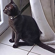 Txotx a rejoint le concours — aidez-le/la à gagner de superbes lots ! cat, black_cat, pet, animal, indoor, window, curtain, tile_floor, collar, paw_print, sitting, side_view, looking_outside, feline, domestic_animal, quiet, calm, home, natural_light, floor