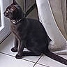 animal, black_cat, calm, cat, collar, curtain, domestic_animal, feline, floor, home, indoor, looking_outside, natural_light, paw_print, pet, quiet, side_view, sitting, tile_floor, window