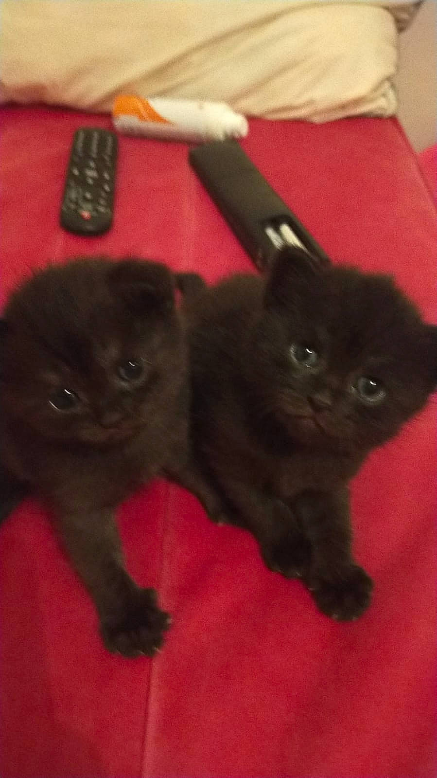 Raven a rejoint le concours — aidez-le/la à gagner de superbes lots ! black_cat, bombay, carnivore, cat, claw, comfort, domestic_short_haired_cat, felidae, fur, mammal, paw, plant, small_to_medium_sized_cats, tail, terrestrial_animal, whiskers