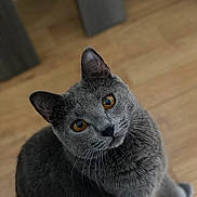 Scotty a rejoint le concours — aidez-le/la à gagner de superbes lots ! cat, gray_cat, amber_eyes, pet, animal, feline, indoor, wooden_floor, curious, looking_up, whiskers, close_up, sitting, soft_fur, domestic_cat, cute, portrait, house_pet, furry, alert