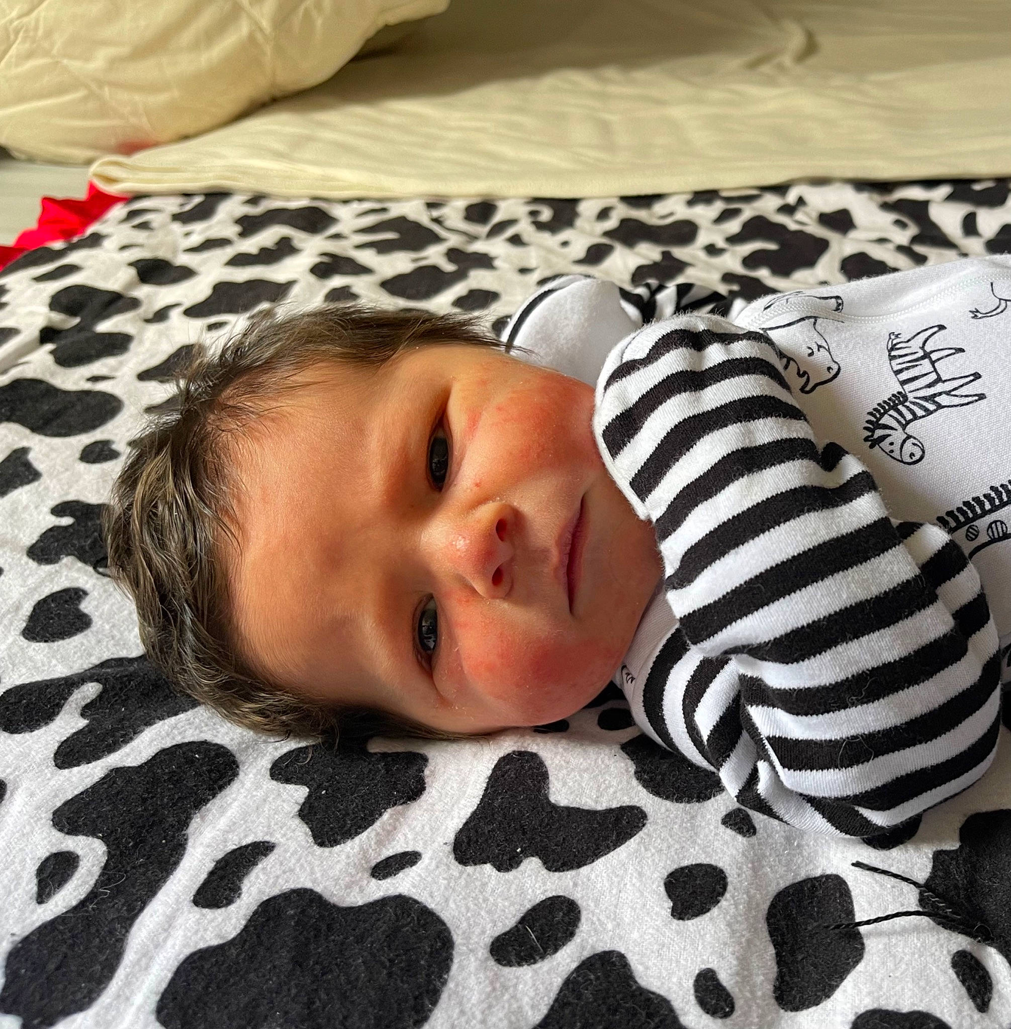 Clarence is registered to the contest to win money with this photo: baby, baby_toddler_clothing, bed, bedding, cheek, child, comfort, eyelash, flooring, fur, happy, linens, pattern, person, portrait_photography, room, sleeve, textile, toddler, white