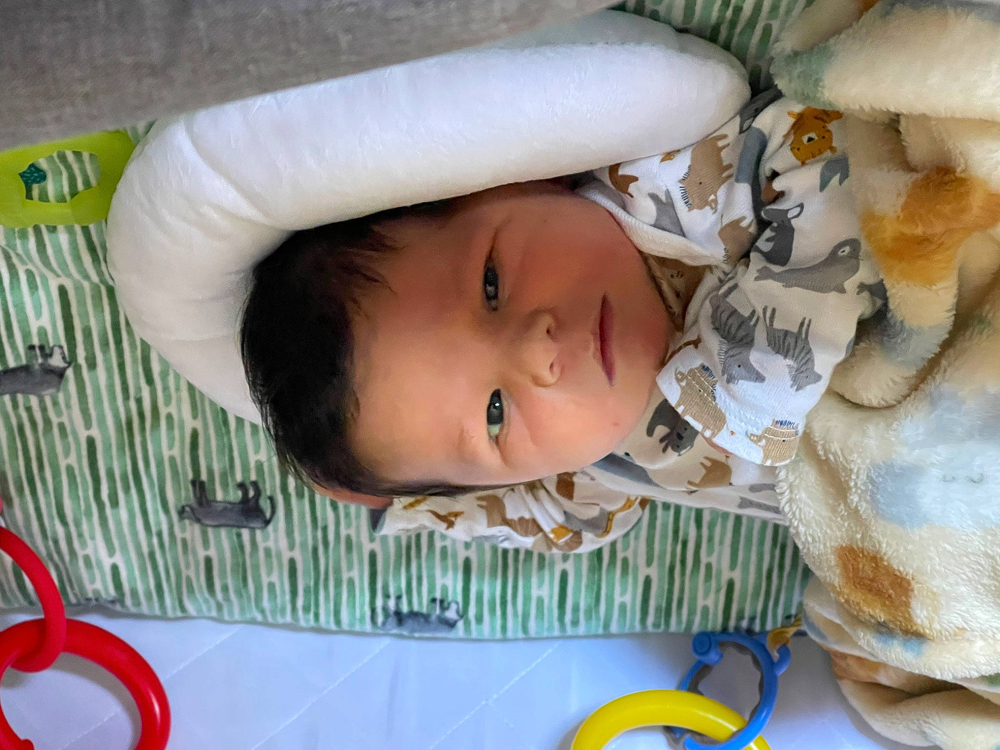 Clarence is registered to the contest to win money with this photo: baby, baby_products, baby_safety, baby_toddler_clothing, bedtime, cheek, child, comfort, eye, fur, happy, head, linens, nose, person, product, room, skin, textile, toddler