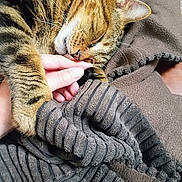 Shar Khan is registered to the contest to win money with this photo: blanket, cat, claw, close_up, comfort, cozy, fur, human_hand, indoor, nap, paw, pet, relaxation, resting, sleeping, striped, tabby, texture, warm, whiskers