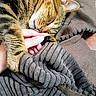 blanket, cat, claw, close_up, comfort, cozy, fur, human_hand, indoor, nap, paw, pet, relaxation, resting, sleeping, striped, tabby, texture, warm, whiskers